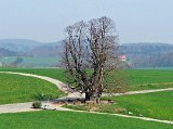 Vier Linden - Barmelweid